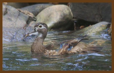 wood duck 6-26-14-914c2b.JPG