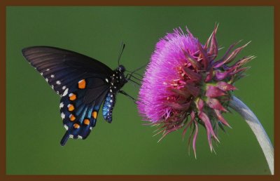 pipevine swallowtail-6-20-14-657c2b.JPG