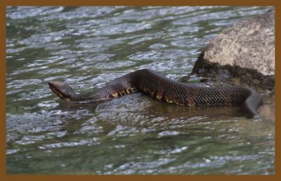 cottonmouth-6-29-14-265c2b.JPG