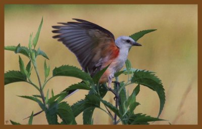 scissor-tailed flycatcher-6-22-14-989c2b.JPG