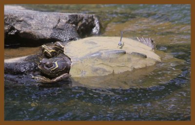 mississippi map turtle-6-25-14-465c2b.JPG