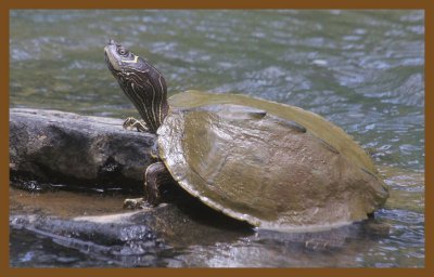 mississippi map turtle-6-25-14-327c2b.JPG