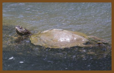 mississippi map turtle-6-25-14-504c2b.JPG