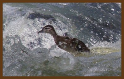 wood duck 6-17-14-457c2b.JPG