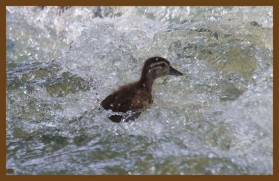 wood duck 6-17-14-537c2b.JPG