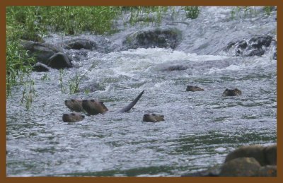 river otters-6-25-14-073c2b.JPG