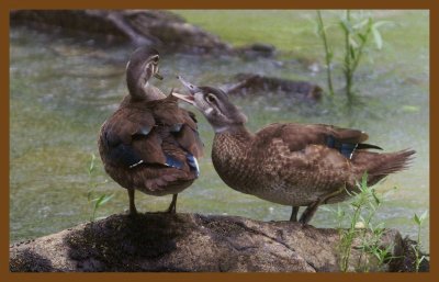 wood ducks 7-2-14-950c2b.JPG