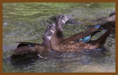 wood ducks 7-2-14-755c2b.JPG