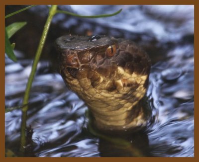 cottonmouth-7-2-14-469b.JPG