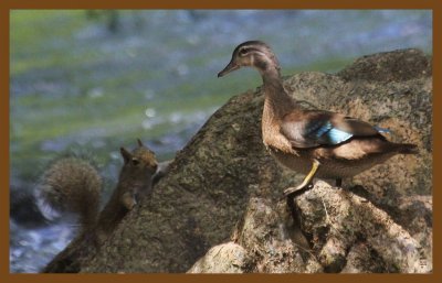 wood duck-squirrel 7-3-14-220c2b.JPG