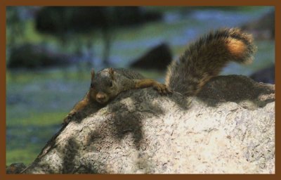 fox squirrel-7-8-14-014c2b.JPG