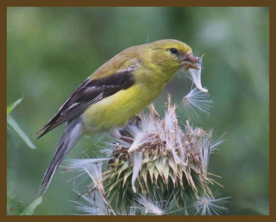 american goldfinch 7-15-14-315b.JPG