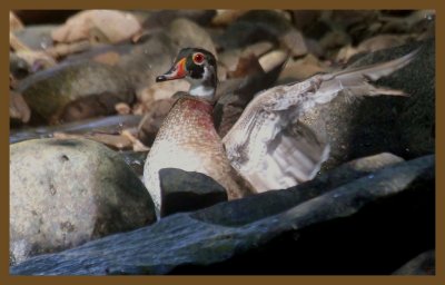 wood duck 7-16-14-728c2b.JPG