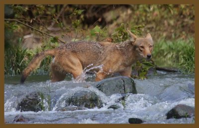 coyote-7-19-14-507c2b.JPG