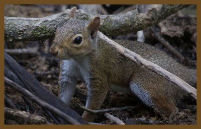 gray squirrel-7-21-14-271c2b.JPG