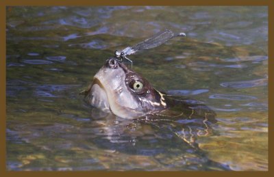 mississippi map turtle 7-28-14-506c2b.JPG