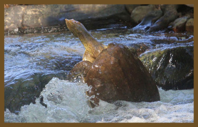 spiny softshell 7-29-14-682c2b.JPG