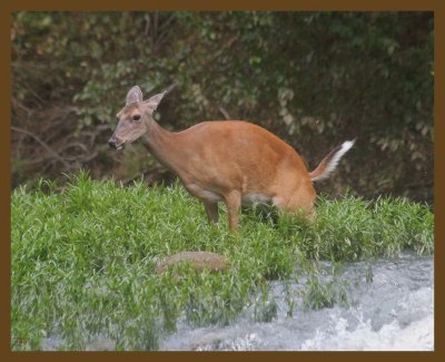 deer 7-23-14-546b.JPG