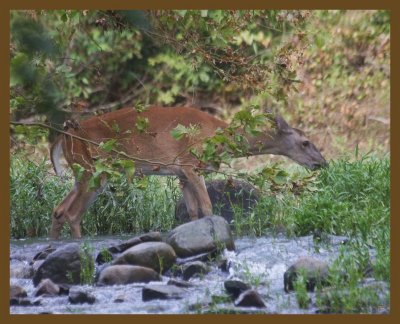 deer 7-23-14-501b.JPG