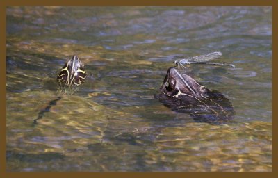 mississippi map turtles 7-28-14-484c2b.JPG