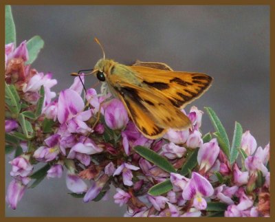 fiery skipper 9-15-14-661b.JPG