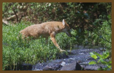 coyote 9-8-14-136c2b.JPG