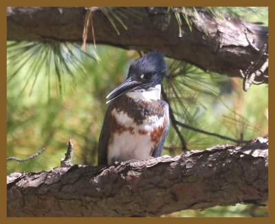 belted kingfisher-10-7-14-277b.JPG