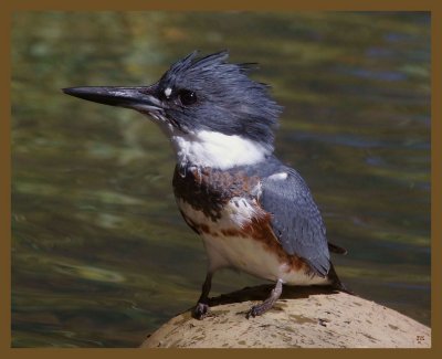 belted kingfisher-10-7-14-301b.JPG