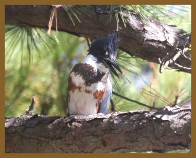 belted kingfisher-10-7-14-293b.JPG