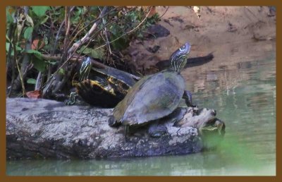 map-slider-cottonmouth 10-21-14-505c2b.JPG