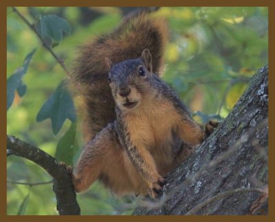 fox squirrel 10-22-14-778b.JPG