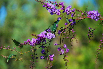 DSC_1088.JPG