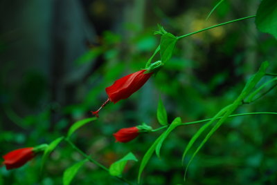 DSC_1228.JPG