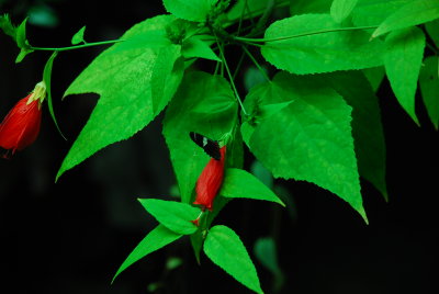 DSC_1229.JPG