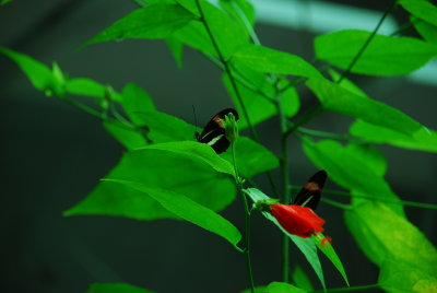DSC_1233.JPG