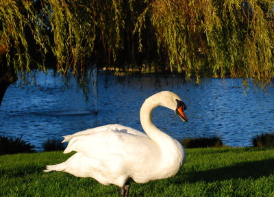 DSC_1254.JPG
