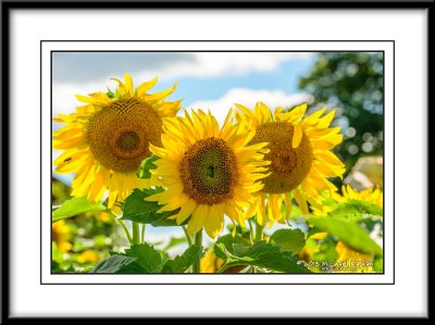 Sunflowers in Flamborough