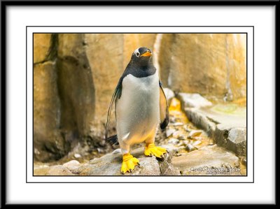 Montreal Biodome
