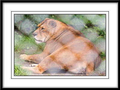 _DSC1470crop.jpg