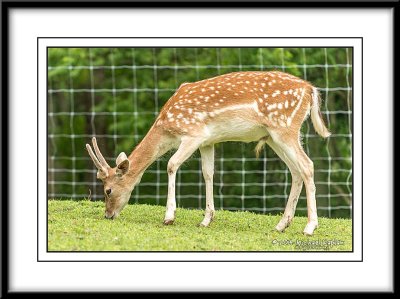 _DSC1487crop.jpg