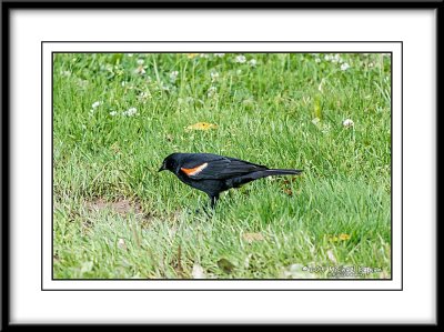 _DSC1525crop.jpg