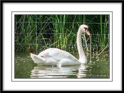 _DSC1536crop.jpg