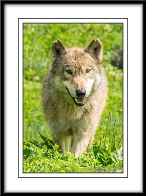 _DSC1539crop.jpg