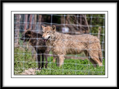 _DSC1549crop.jpg