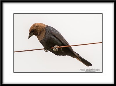_DSC1611crop.jpg