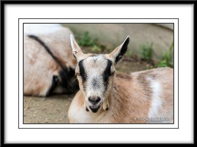 Twin Valley Zoo
