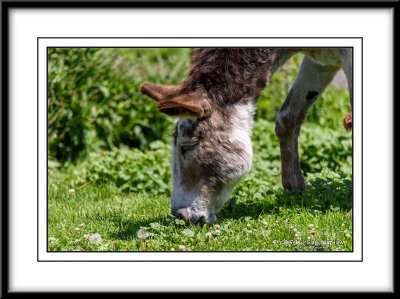 Donkey Sanctuary