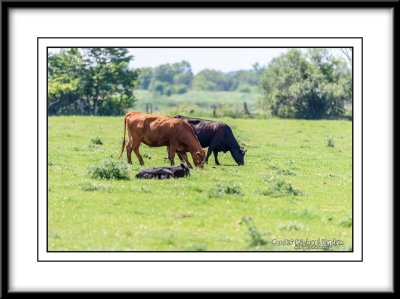 Donkey Sanctuary
