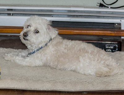 Aiden.  An abuse rescue.  Arrived in 2013