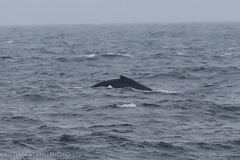 Humpback Whale Megaptera novaeangliae Falkland Islands - South Georgia 141206 31-6.jpg